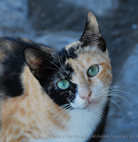 Green-Eyed Cat Half-Face