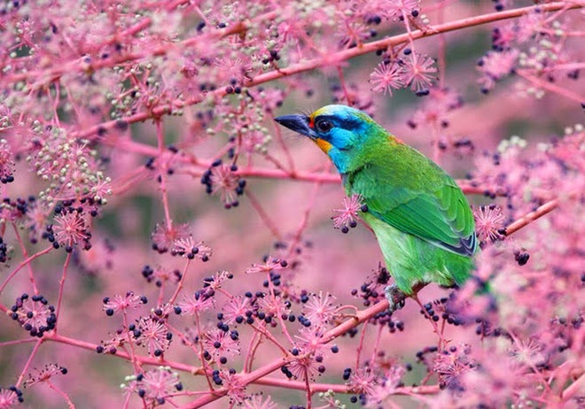 http://www.funmag.org/pictures-mag/animals-and-birds/beautiful-birds-photos-by-john-soong/