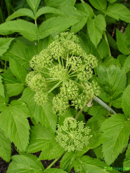 Angelica Tea Benefits Healthy Tea 101