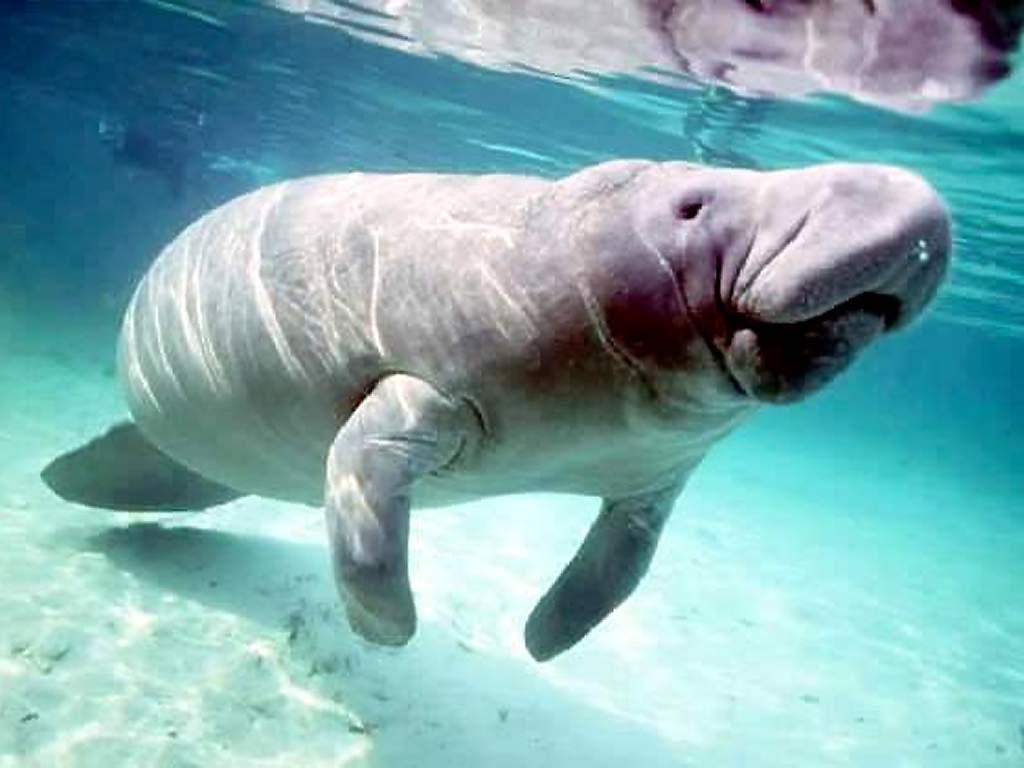 Manatee Tongue