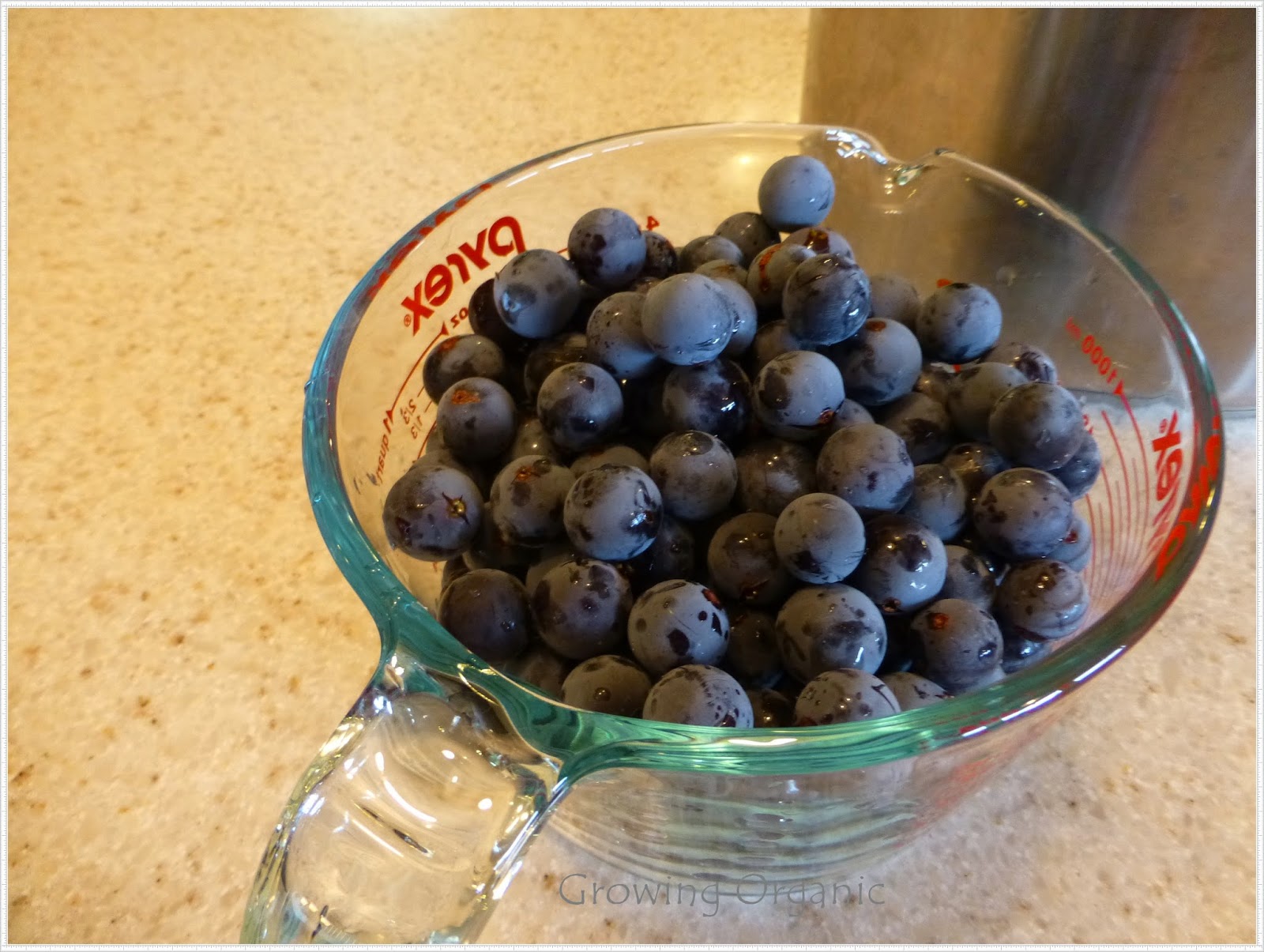 Growing Organic Concord Grape Jelly
