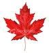 Canadian Maple Leaf