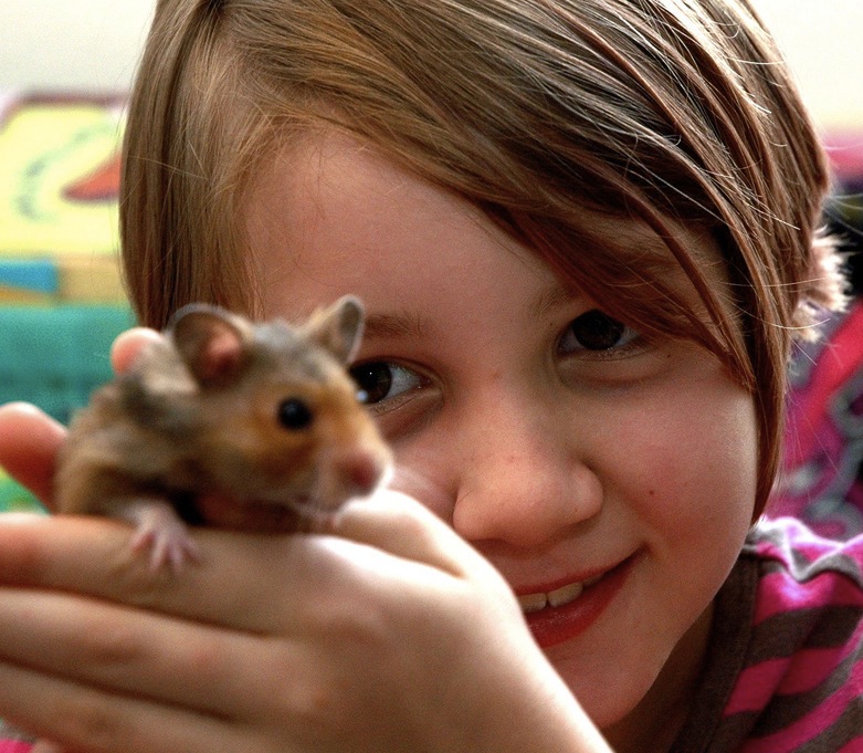 Fun facts about hamsters image