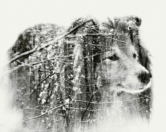 Christoffer Relander fotografia retratos dupla exposição natureza pessoas