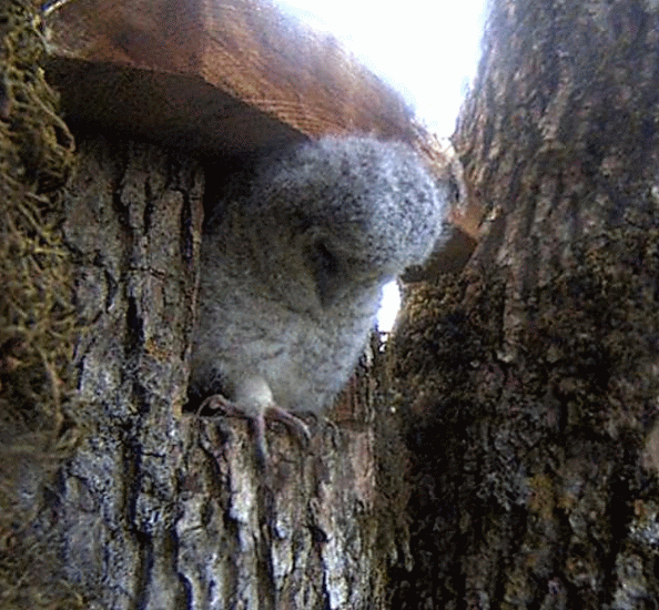 Wildlife Webcams Leaving the nest !!!! Tawny Owls/Χουχουριστής