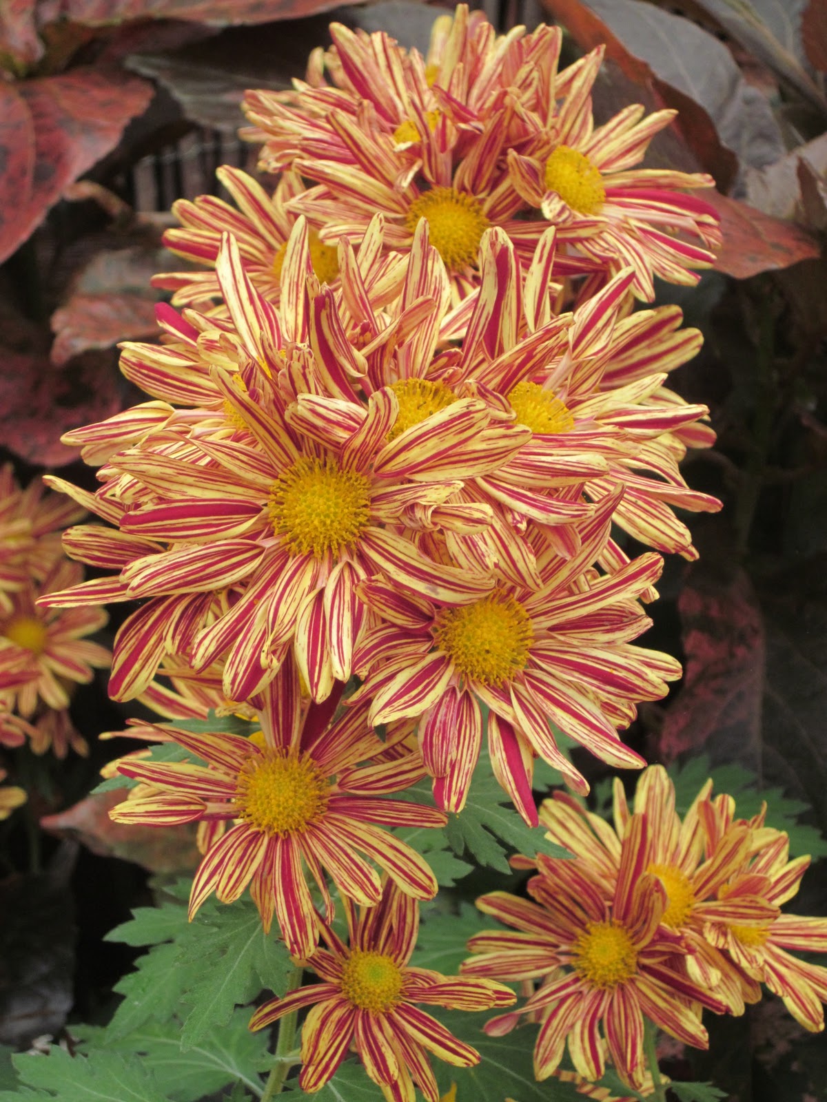 Garden Discoveries Fall Rainbow