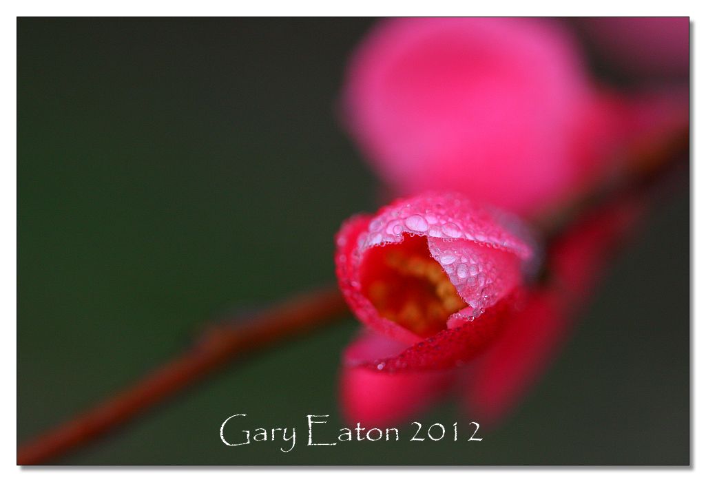 IMAGE: http://4.bp.blogspot.com/-I4hI1dS-QU8/TyqVNrANjsI/AAAAAAAAFig/vZdbNVQZliQ/s1600/IMG_6425.jpg