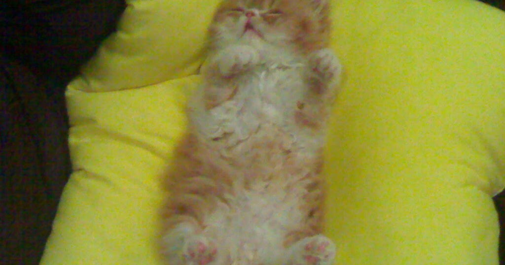 KONUŞSAM BİR TÜRLÜ, SUSSAM 1000 ) PAŞA KEDİMİZİN MANZARALARI