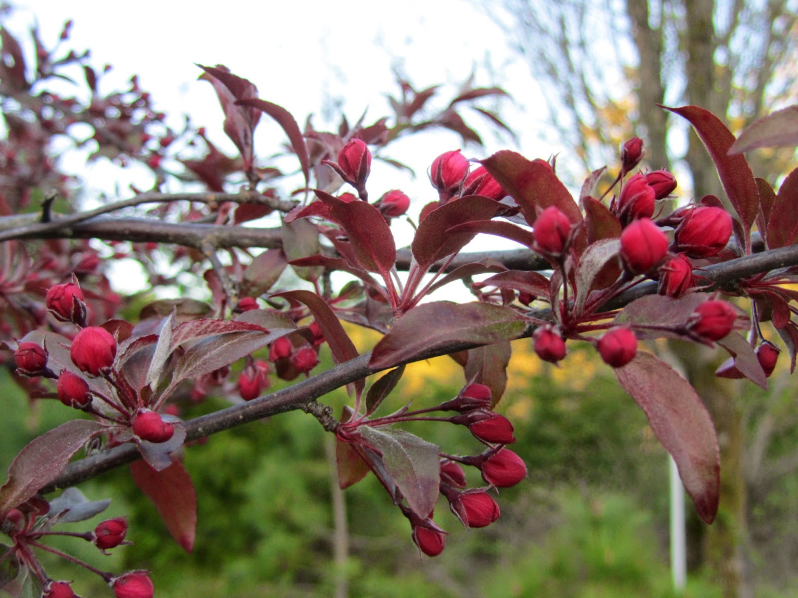 Four Hills of Squash Crab Apple Buds