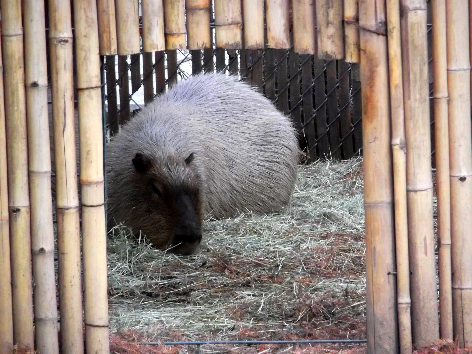 The Natural World Animal Spotlight The Capybara