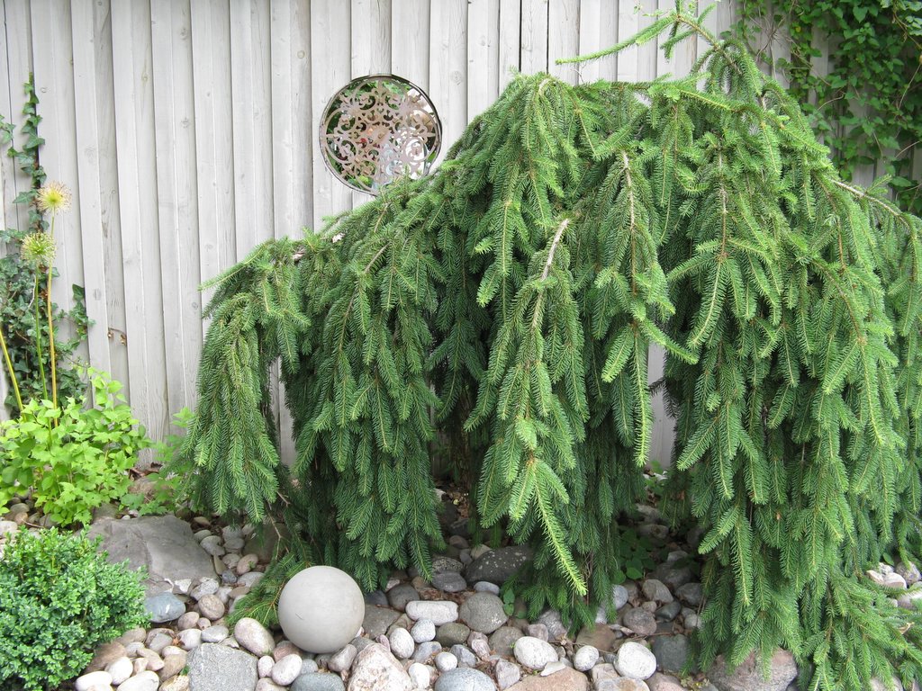 Kelly Gardens Garden Ornament