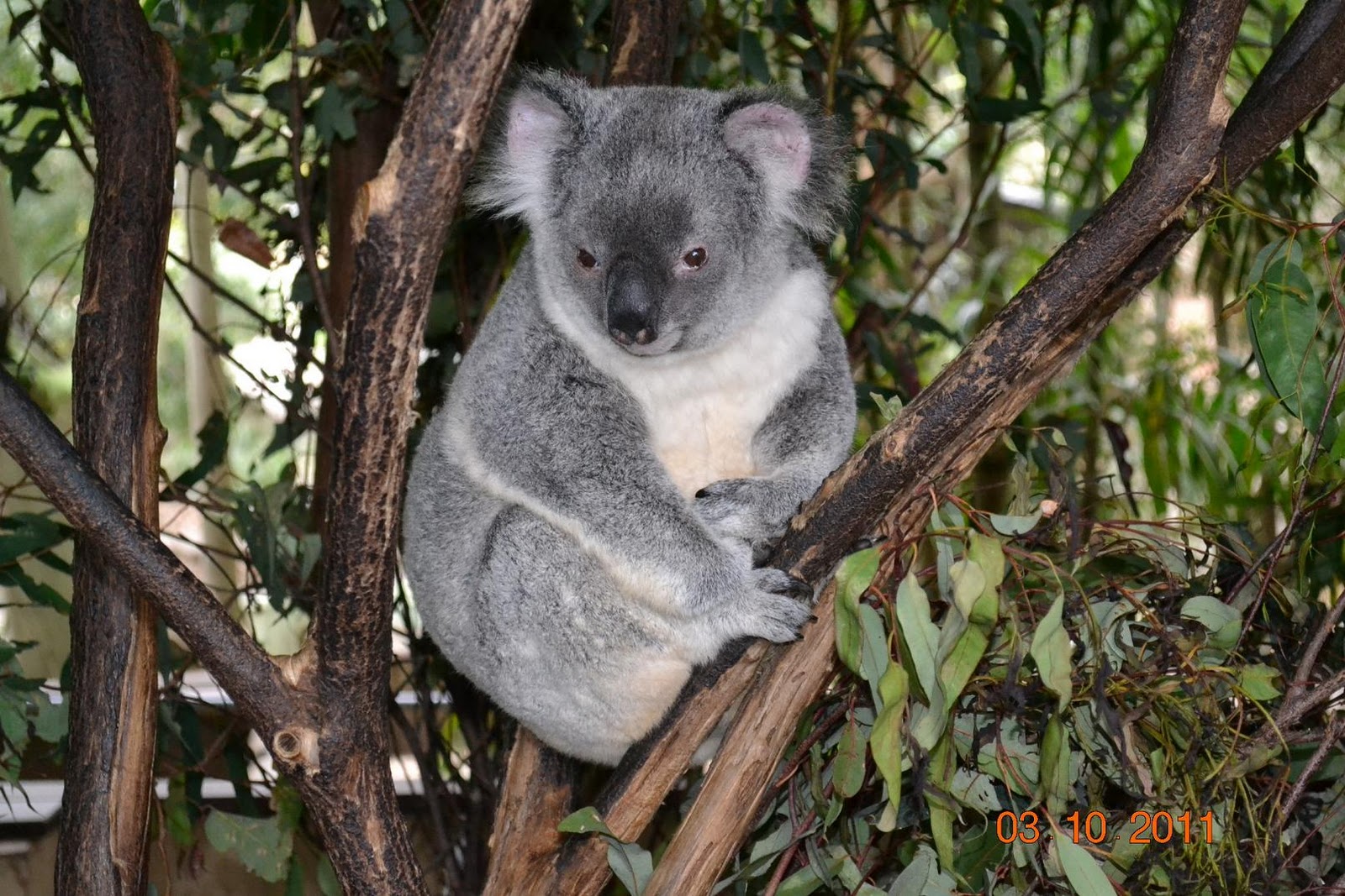 Jaded Nomad RV ADVENTURE Brisbane Part 1 Lone Pine Koala Sanctuary