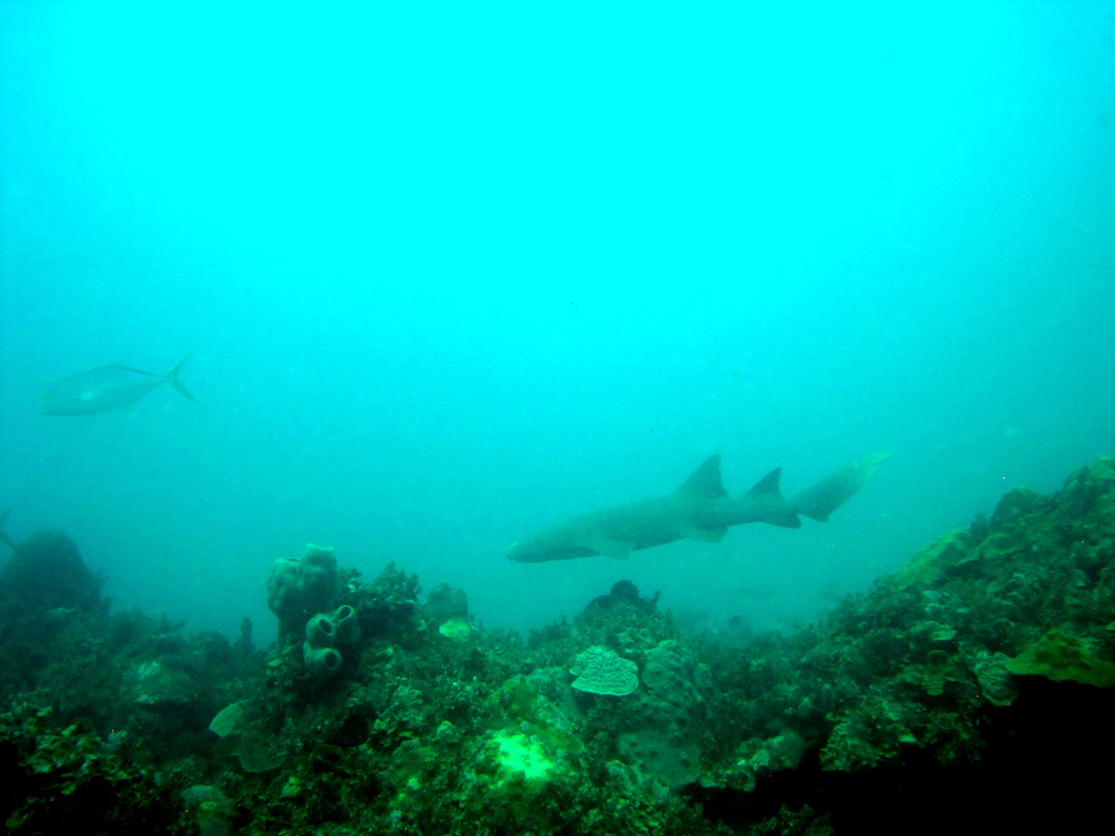 the expatkerri blog: swimming with sharks