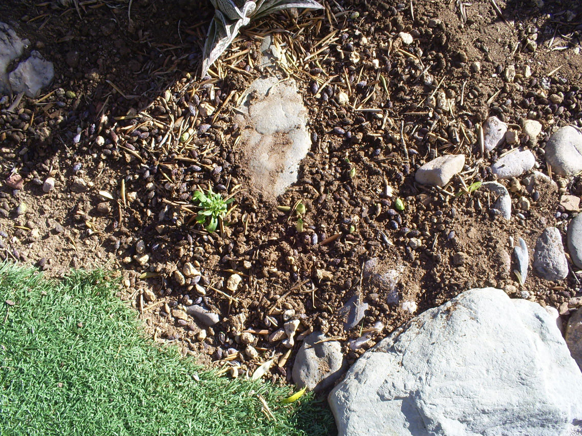 Brad's Tropical Paradise Transplanting daffodil bulbs