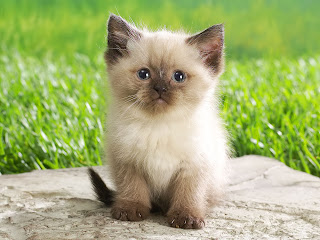 Kitten Wallpapers