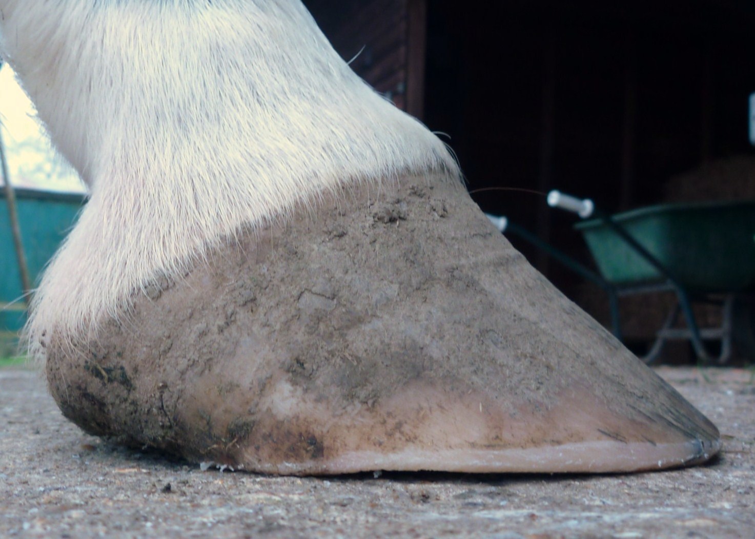 Barefoot Horse Blog Heels