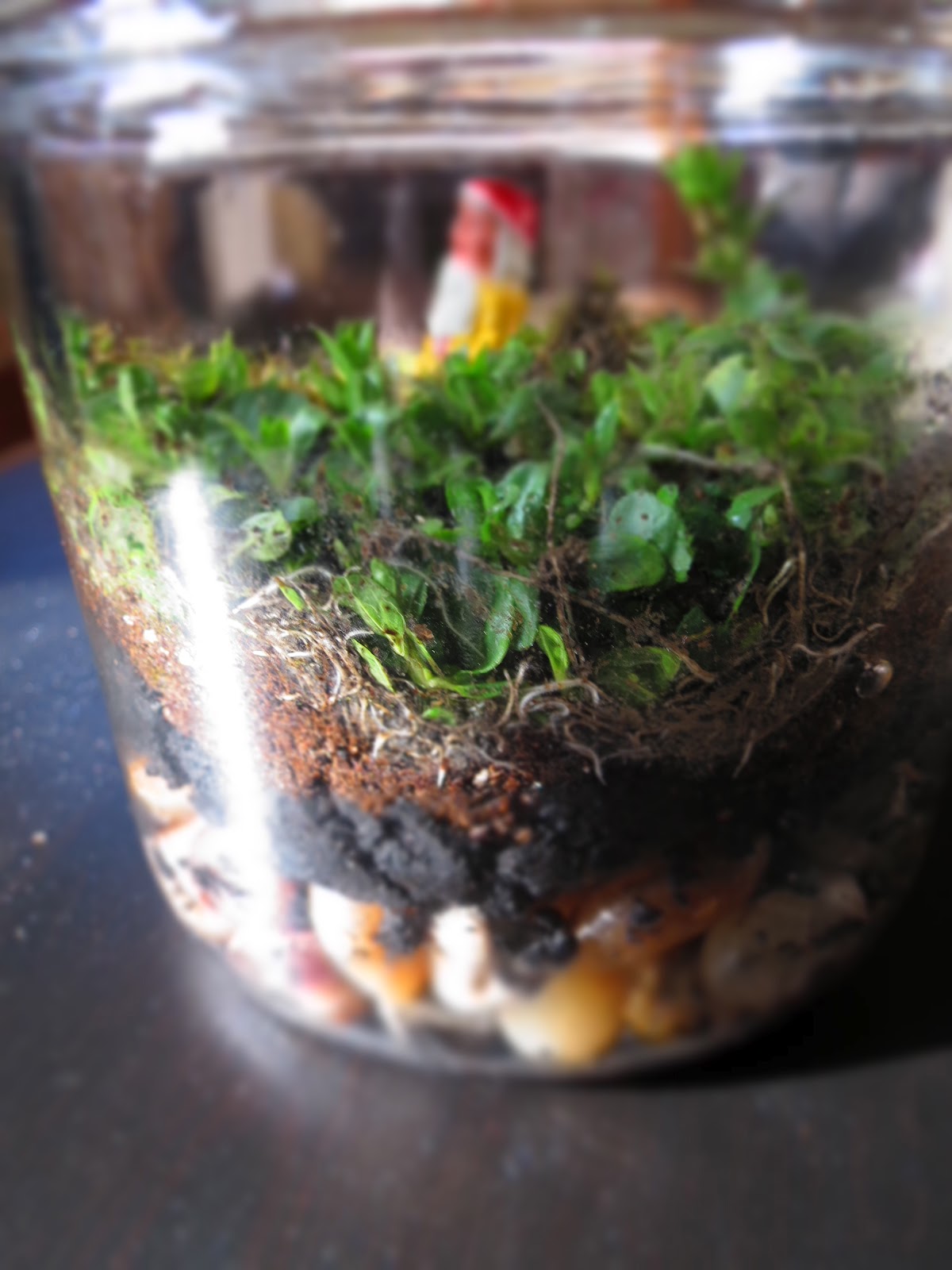 so make that diy terrarium