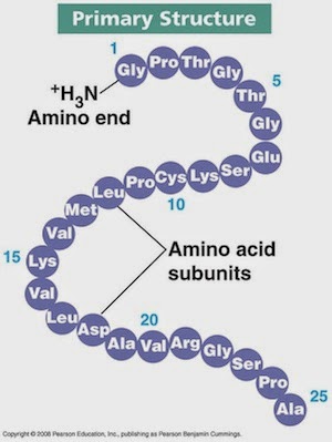 struktur primer protein