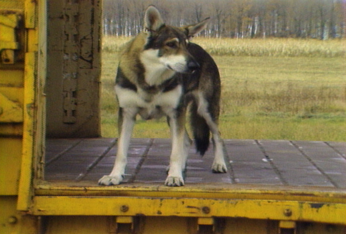 LITTLEST HOBO littlest hobo: