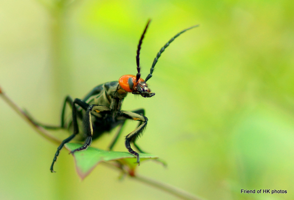 Photographic Wildlife Stories in UK/Hong Kong Insects Are Everywhere