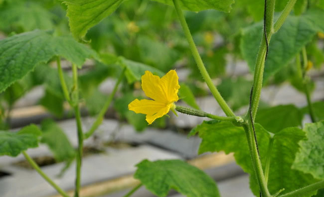 Cucumber Flowers Cucumber Flowers