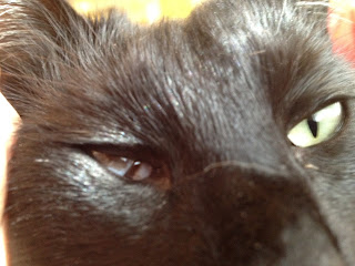 one eyed cat