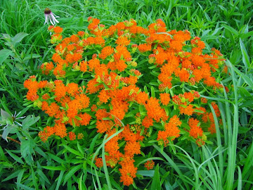 Lucas County's Tallgrass Prairie Plants