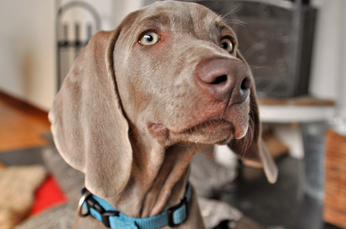 Sveriges sydligaste weimaraner: every day...