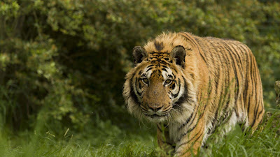 animal-images-nice-collection-tiger animal-images-nice-collection-tiger