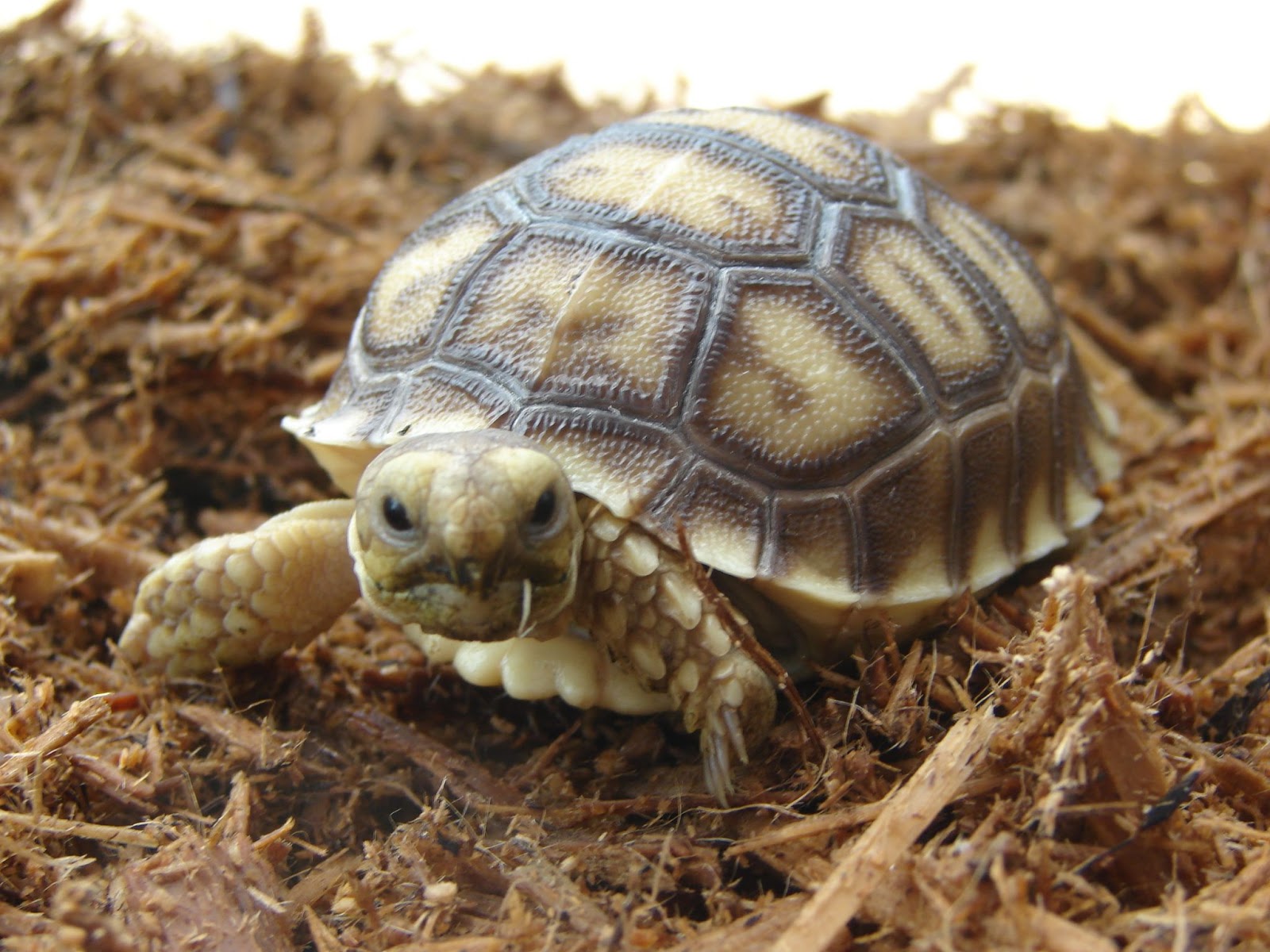 Tortoise Wallpapers Hd - Beautiful Desktop HD Wallpapers Download