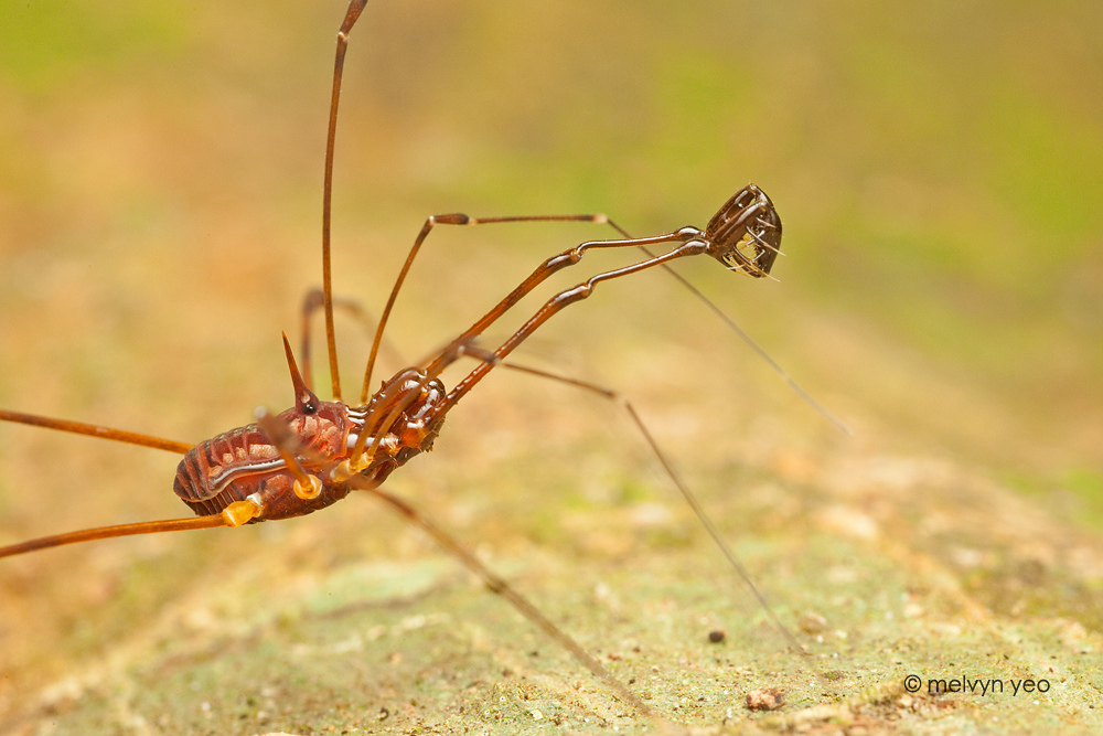 Opiliones - Harvestmen 