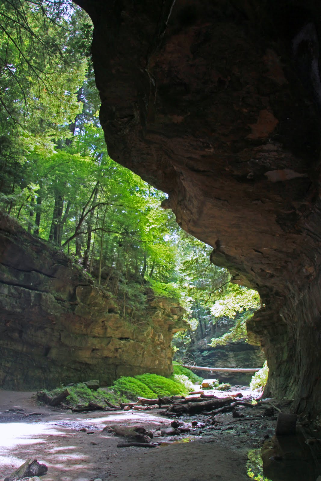 Serendipity and Orchids Turkey Run State Park in Indiana