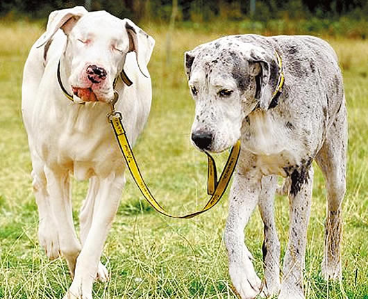 A heartwarming story of blind dog inature a heartwarming story of blind dog