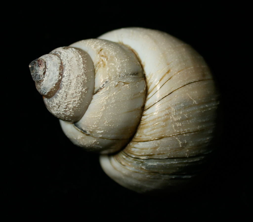 Louisville Fossils and Beyond Cipangopaludina Snail
