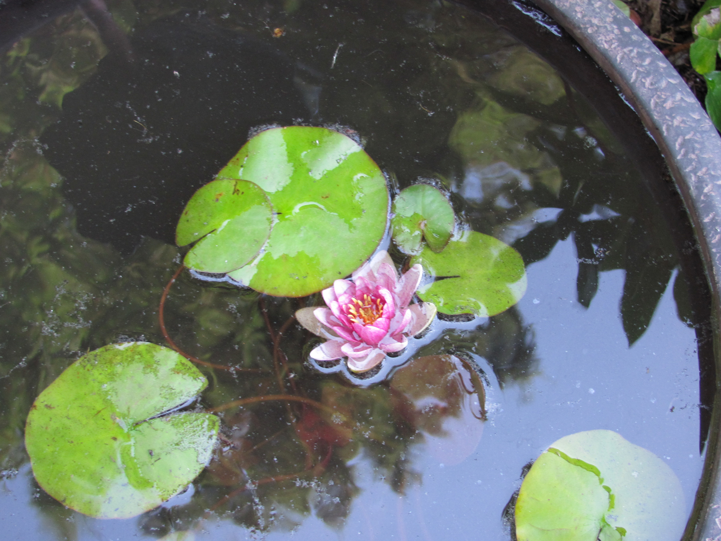 plantladysmiles little water lily in pot