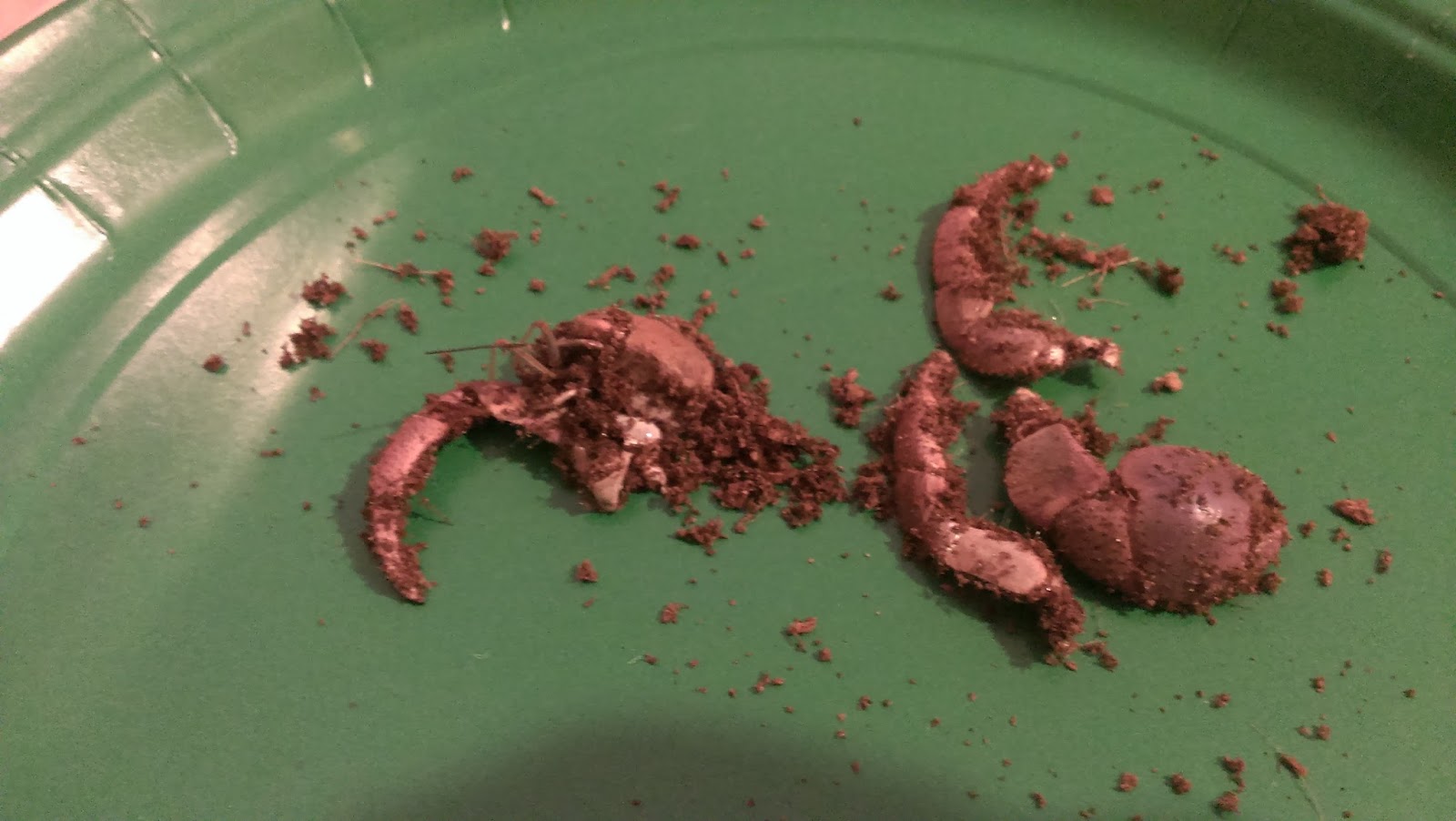 Happy Hermies Home Run Scares Us! (GRAPHIC Hermit Crab Pics Look Out!)