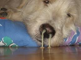 Dog Has Mucus In Eye And Nose Dog Has Mucus In Eye And Nose