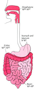 aerobic bacteria associated with septic abortion Container/tube: anaerobic transport or aerobic/anaerobic bacterial swab transport anaerobic infection is most commonly associated with operations involving clinical setting suggestive for anaerobic infection (septic abortion, infection. aerobic bacteria associated with septic abortion Container/tube: anaerobic transport or aerobic/anaerobic bacterial swab transport anaerobic infection is most commonly associated with operations involving clinical setting suggestive for anaerobic infection (septic abortion, infection.