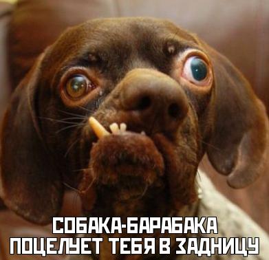 собака улыбака фото приколы онлайн собака улыбака фото приколы
