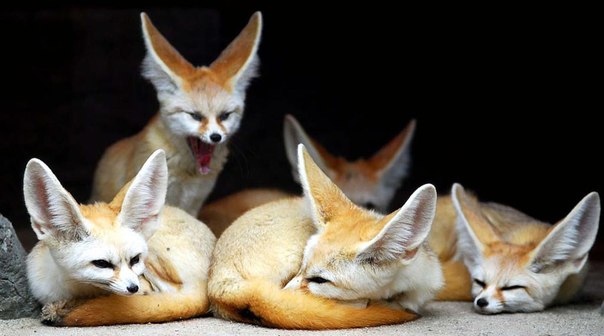 are foxes nocturnal are foxes nocturnal