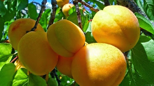 Buah Aprikot 7 Manfaat Buah Aprikot Bagi Kesehatan