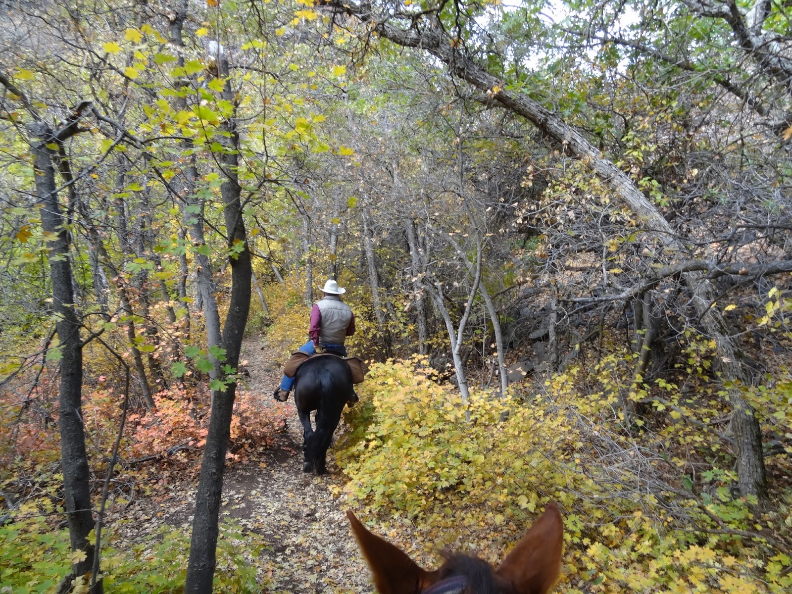Dream Packer Trail Adventures Holbrook Canyon, Bountiful, Utah