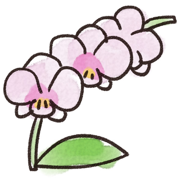 ラン 胡蝶蘭のイラスト 花 ゆるかわいい無料イラスト素材集