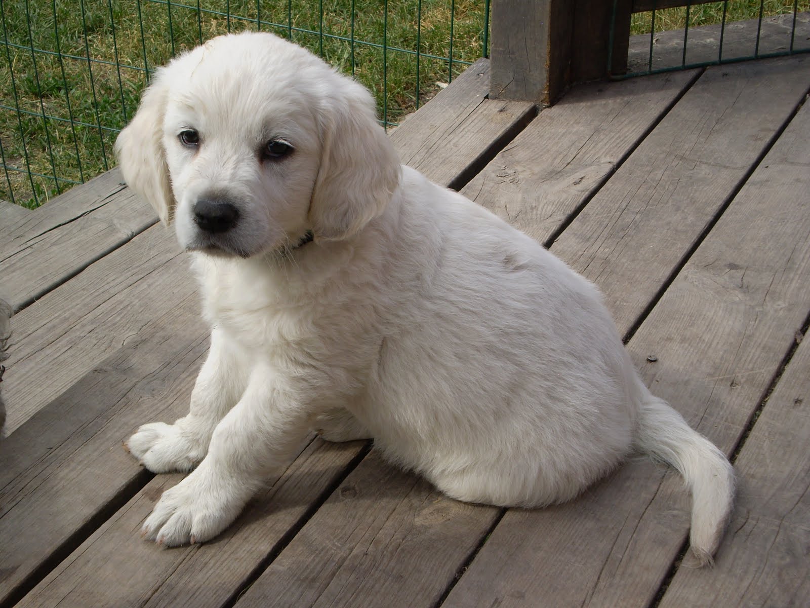 Graceline's Golden Retriever & Lagotto Romagnolo Våra valpar!!