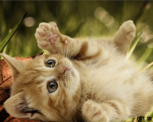 cute+cats+wallpaper032