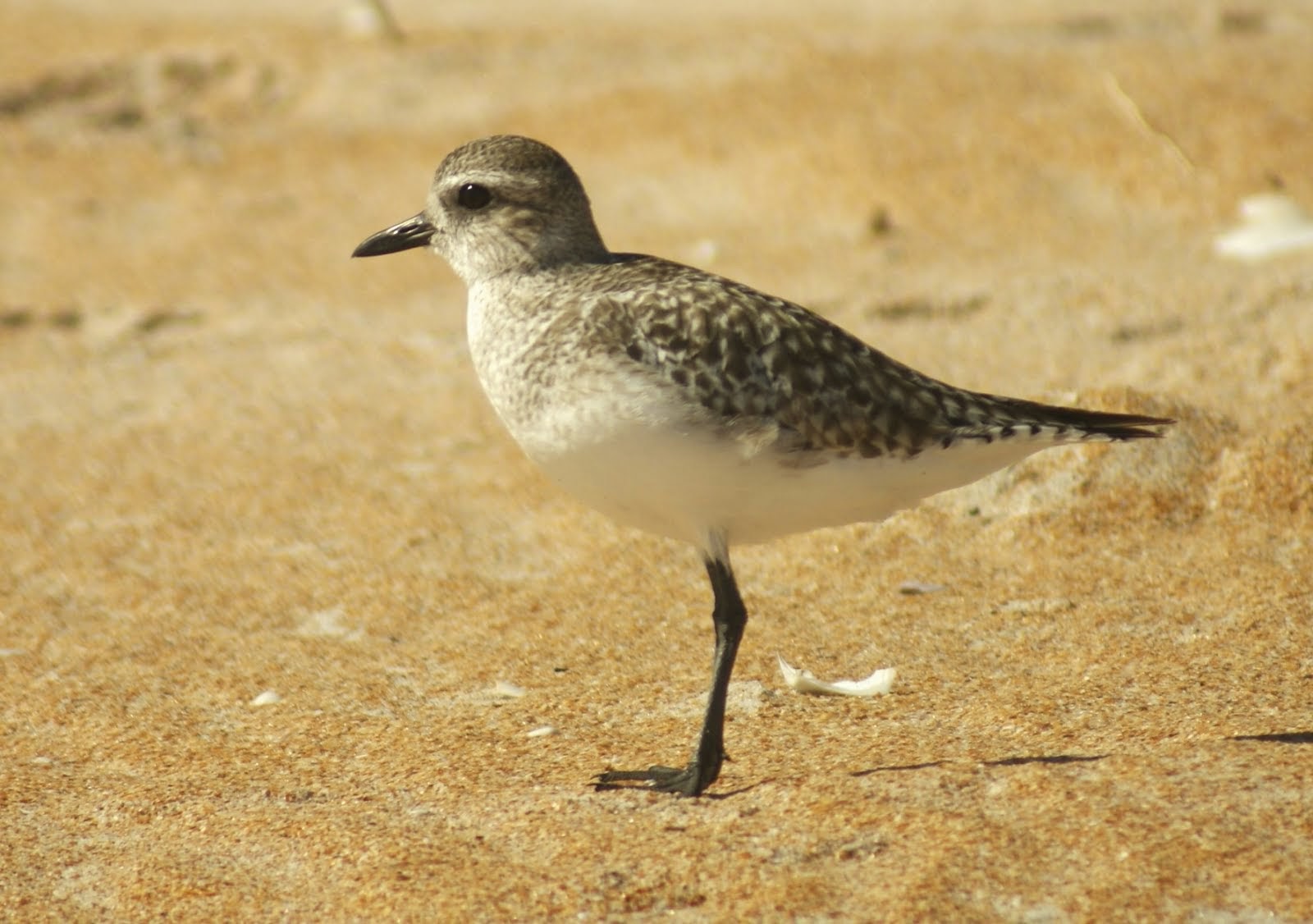 Black-bellied Plover