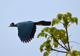 Great Blue Turaco, Corythaeola cristata