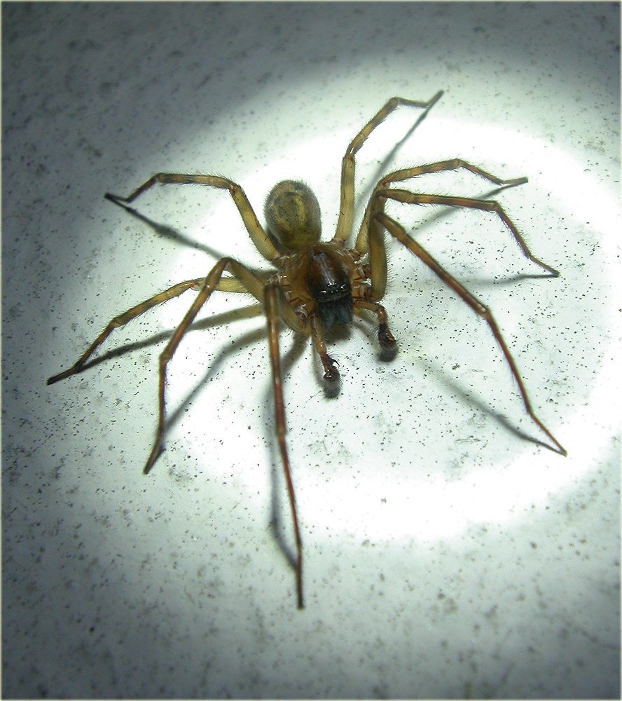 Arachnerds Lace Webbed Spiders Amaurobius sp.