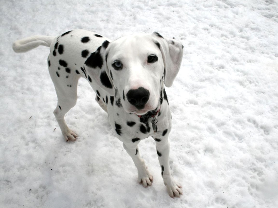 dalmatian puppy puppy dalmatian photo dogs wallpapers backgrounds dalmatian puppy puppy dalmatian photo dogs wallpapers backgrounds