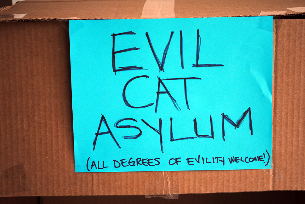 EvilCatAsylum2.jpg